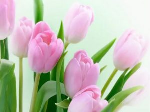 MCA Garden Club